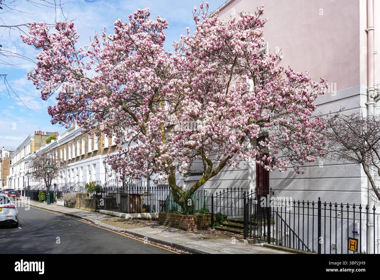 Blühender Magnolienbaum in Chelsea, London, England, Großbritannien Stockfoto