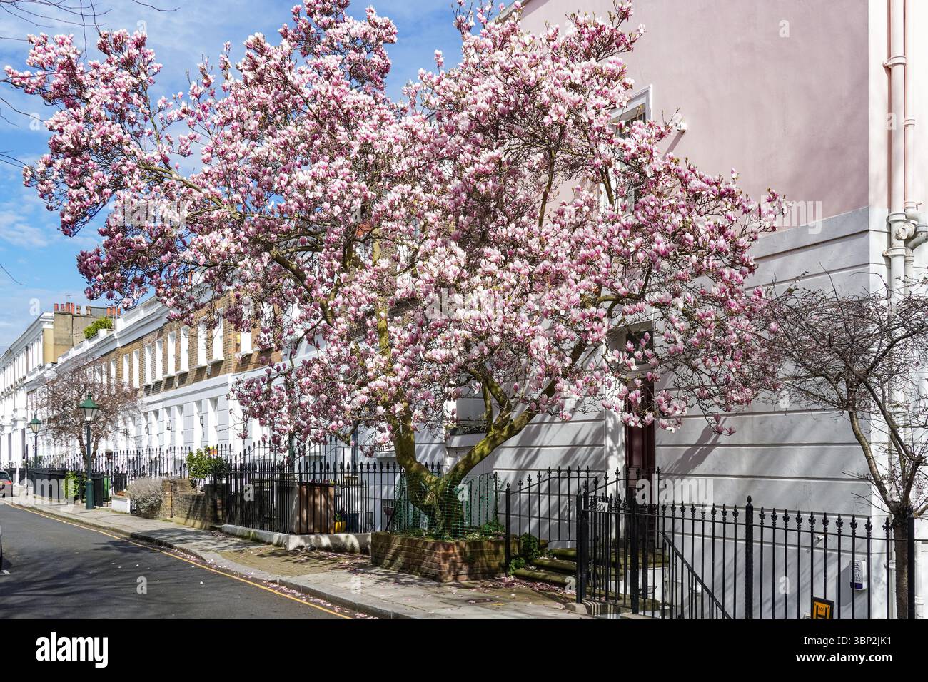 Blühender Magnolienbaum in Chelsea, London, England, Großbritannien Stockfoto