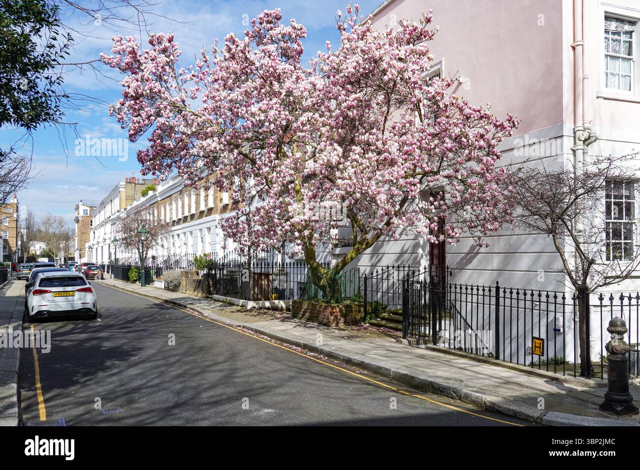 Blühender Magnolienbaum in Chelsea, London, England, Großbritannien Stockfoto