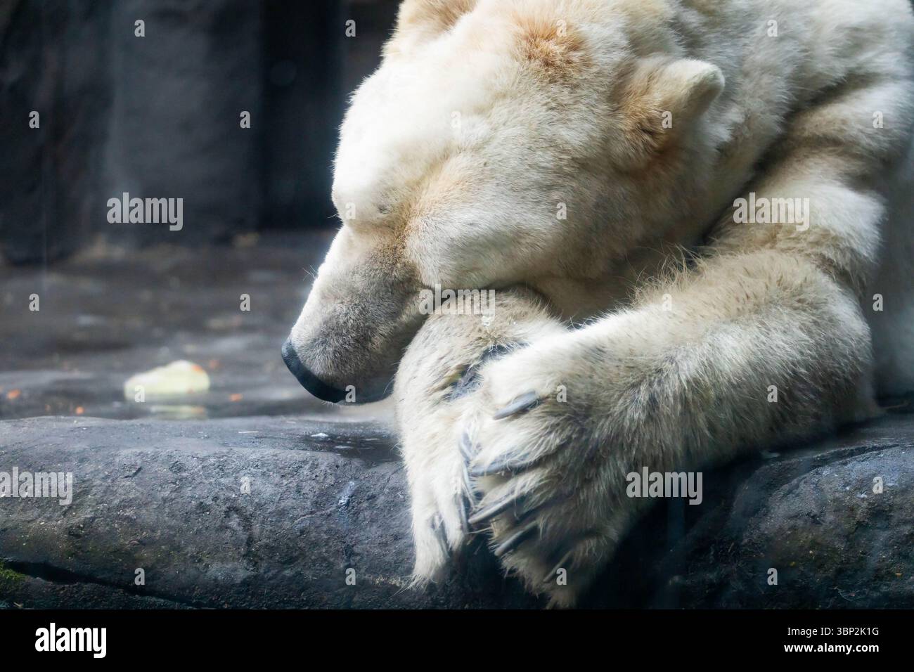 Ein friedliches Nahporträt eines schlafenden Eisbären Stockfoto