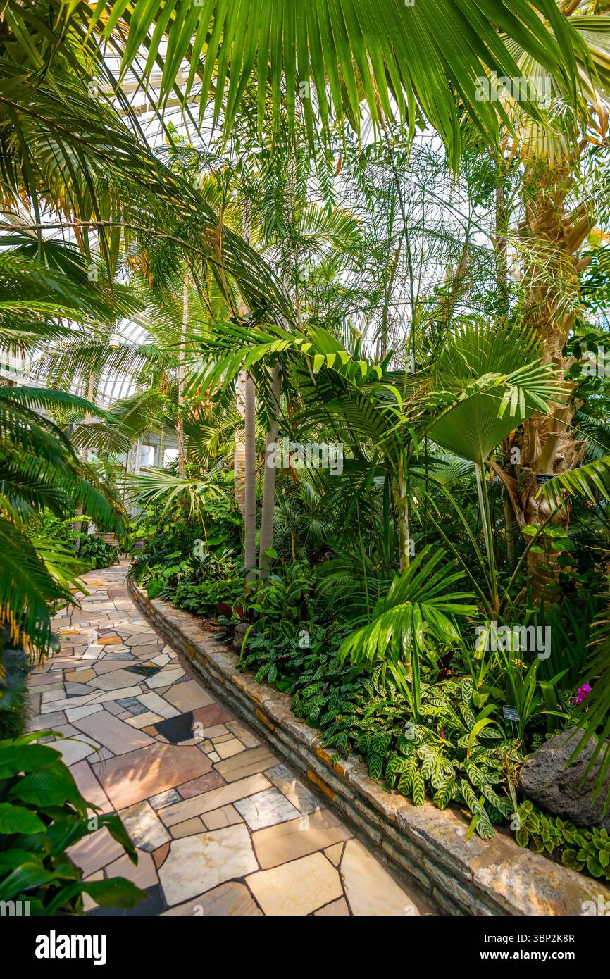 Üppiges Grün im Inneren und vielfältige Pflanzenwelt im Como Park Conservatory Stockfoto