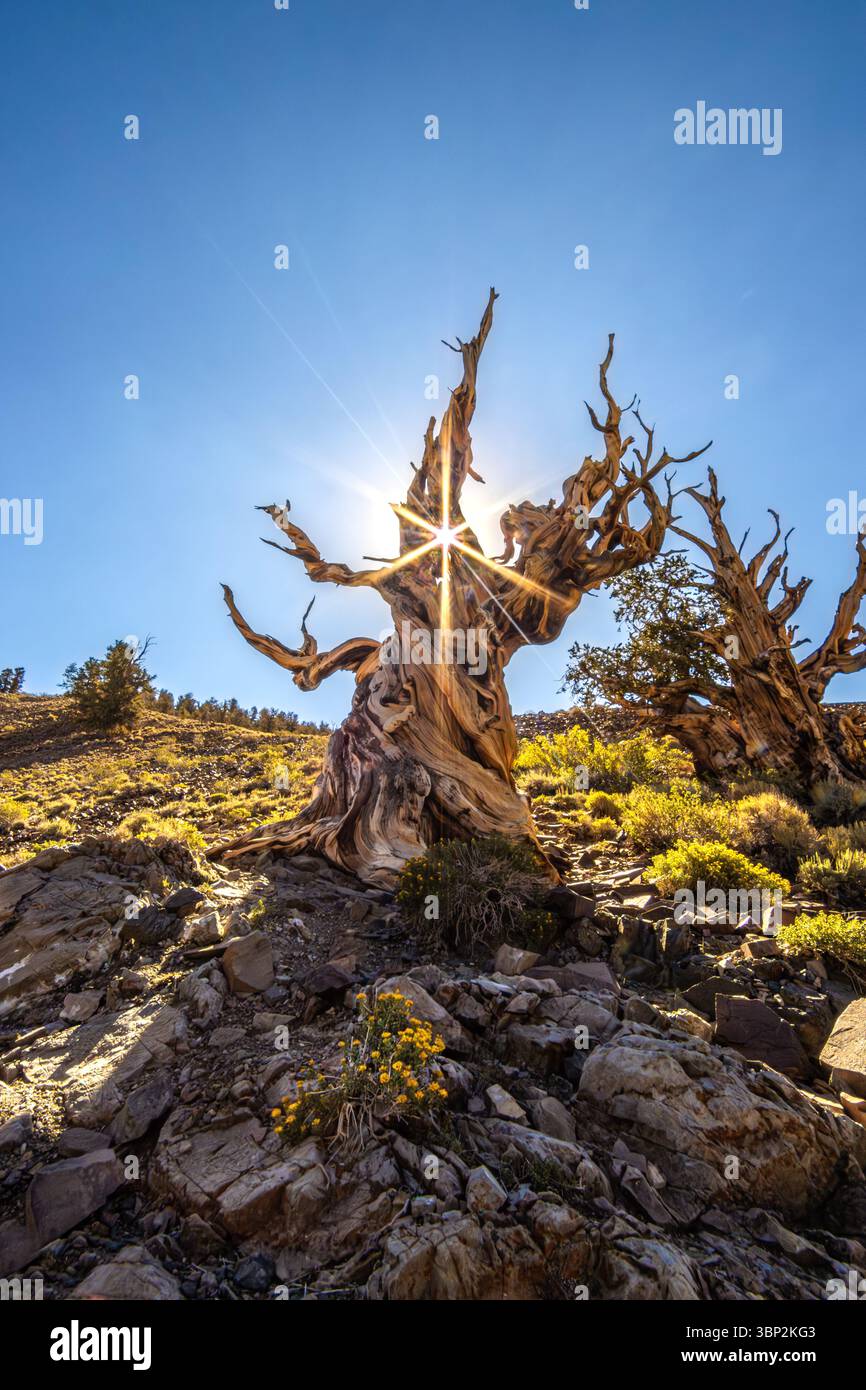 Ein Sonnenstrahl/Sternenlicht scheint während der Morgenstunde durch einen Riss im alten Baum. Stockfoto