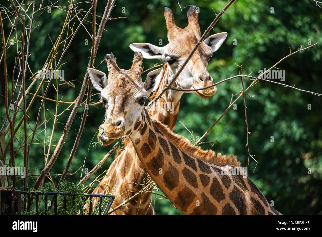 Nahaufnahme Porträt von Rothschilds Giraffe Stockfoto