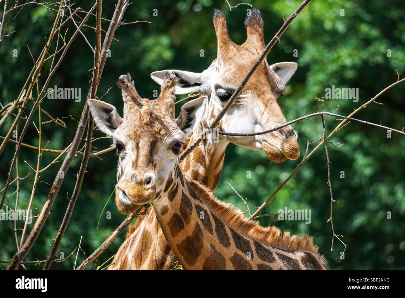 Nahaufnahme Porträt von Rothschilds Giraffe Stockfoto