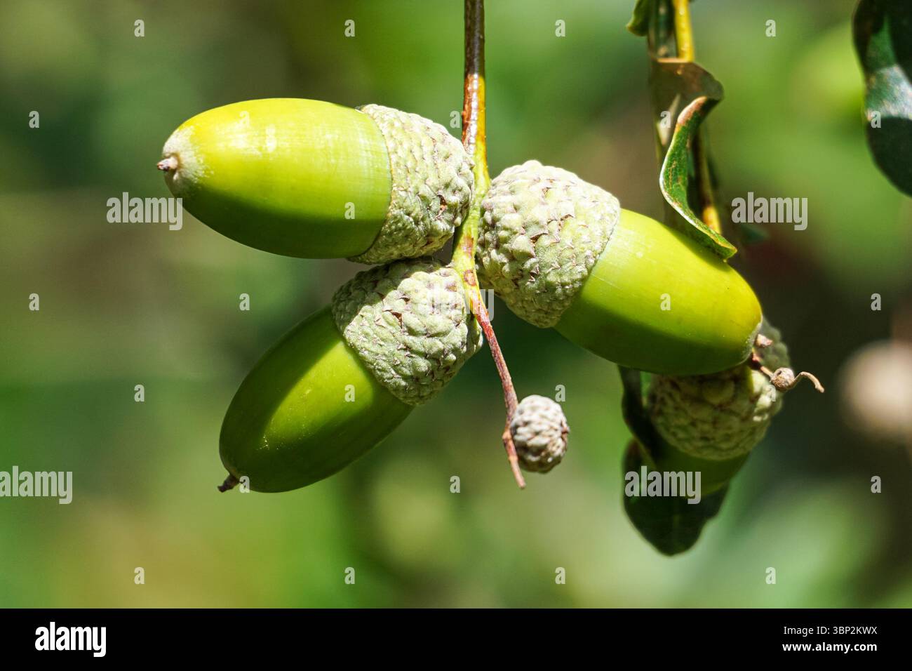 Eicheln auf einer Eiche Stockfoto