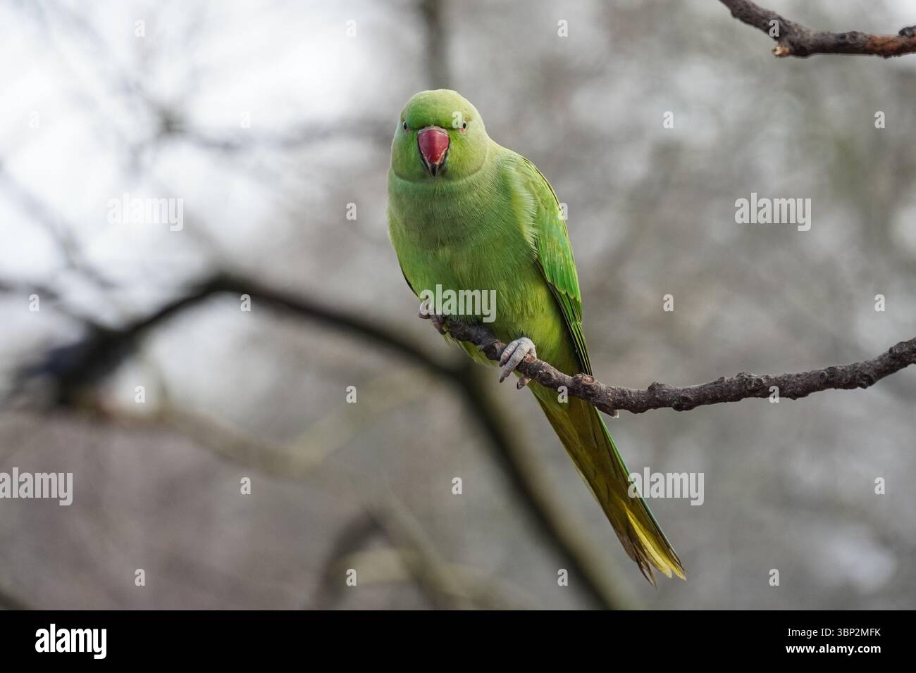 Rosenberingsittich, der auf einem Baum steht Stockfoto
