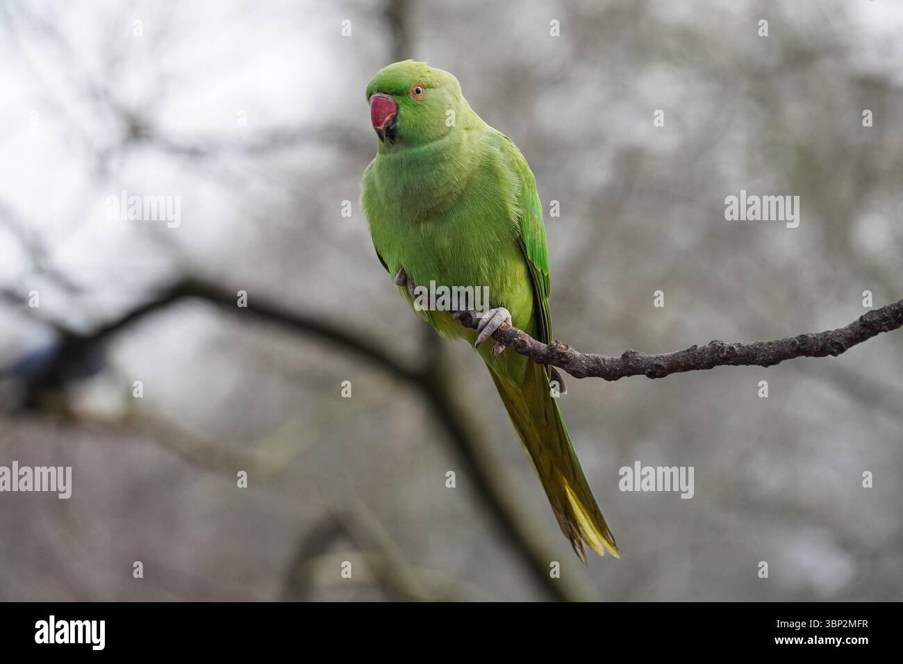 Rosenberingsittich, der auf einem Baum steht Stockfoto