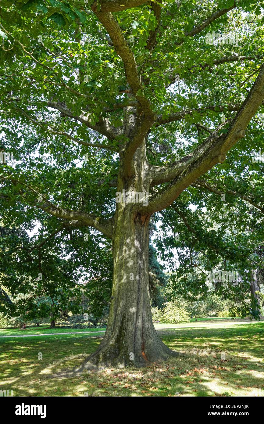 Rote Eiche, Quercus rubra, nördliche rote Eiche Stockfoto