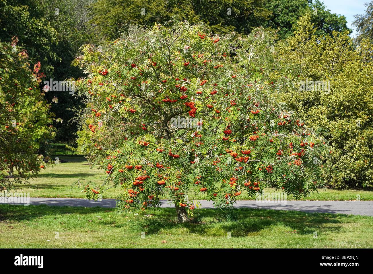 Rote reife Früchte der europäischen eberesche oder Bergasche, Sorbus aucuparia Stockfoto