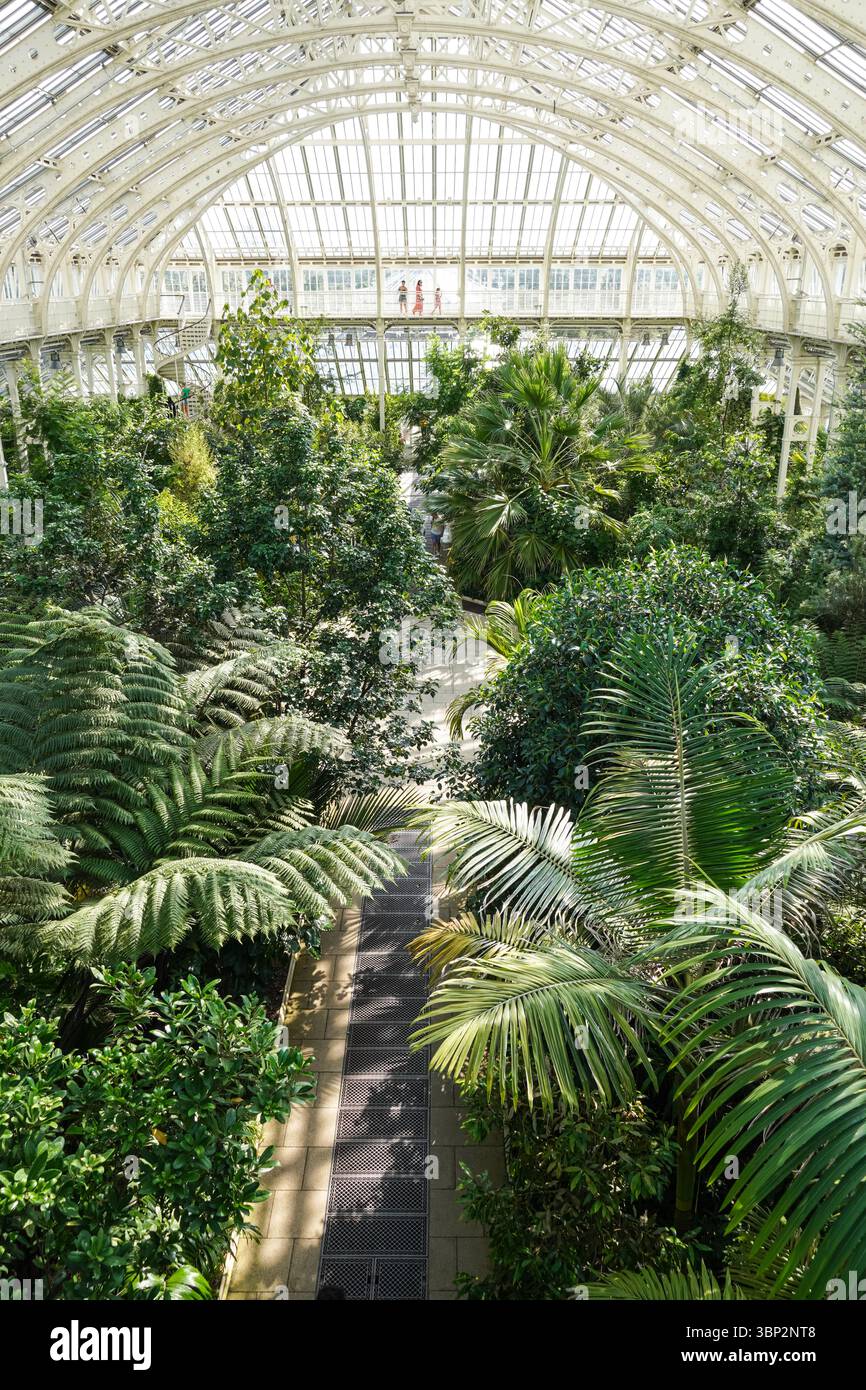 Innenraum des Temperate House Glashauses in den Kew Gardens, London England Großbritannien Stockfoto