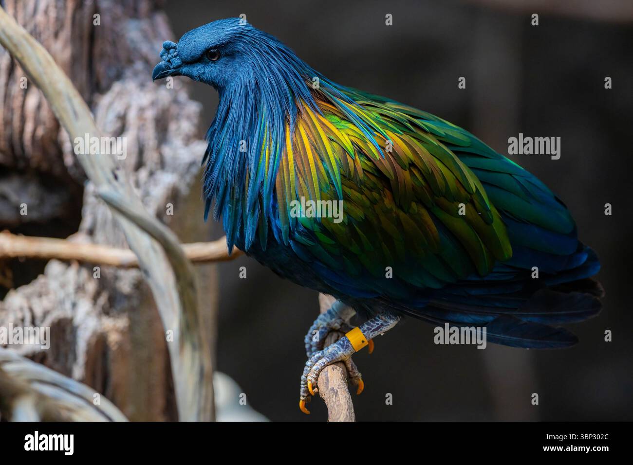 Ein fesselndes Nahporträt einer pulsierenden Nicobar-Taube, das ihr schillerndes Gefieder und ihre einzigartige Schönheit im Detail zeigt Stockfoto