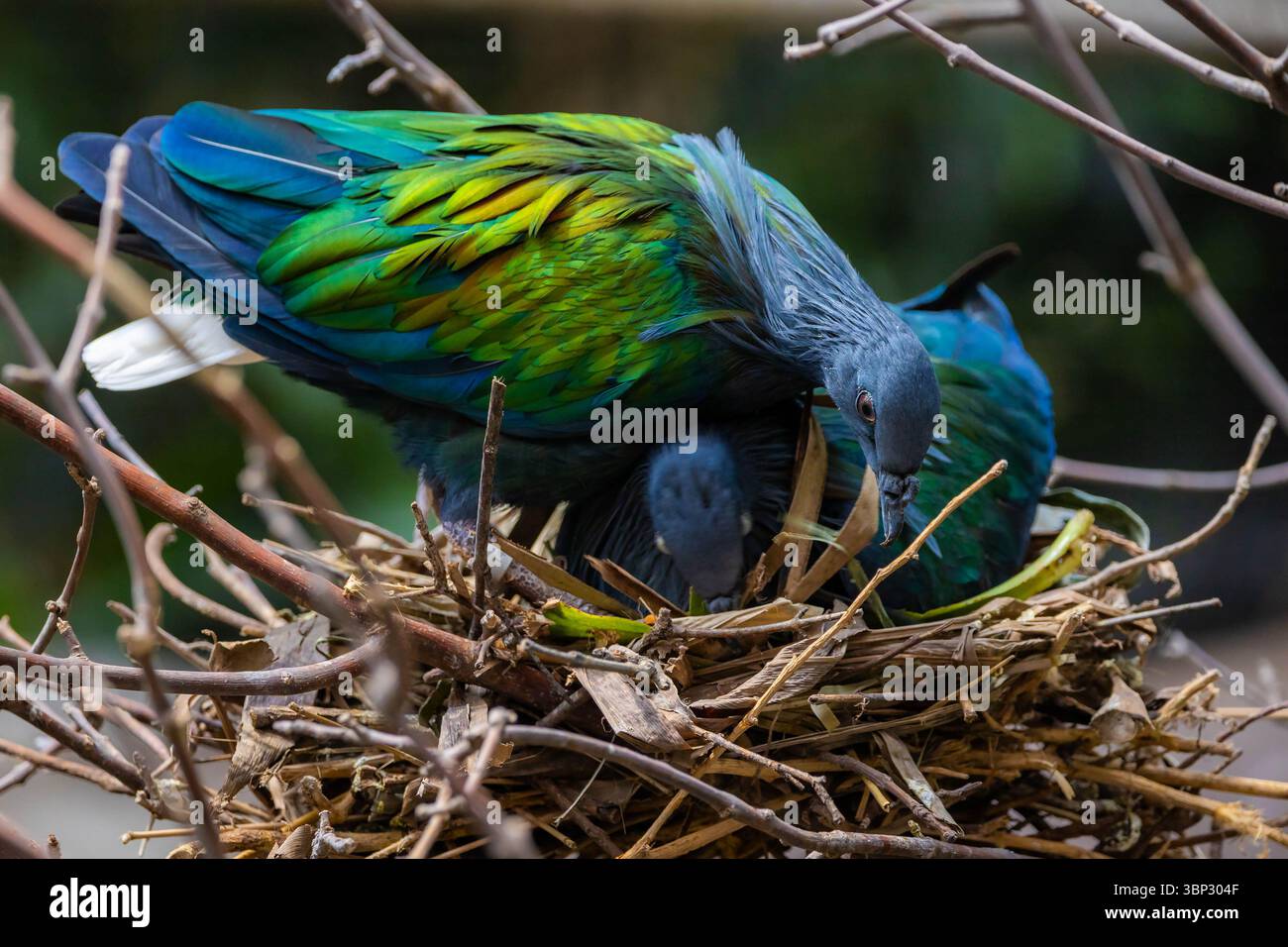 Ein fesselndes Nahporträt einer pulsierenden Nicobar-Taube, das ihr schillerndes Gefieder und ihre einzigartige Schönheit im Detail zeigt Stockfoto