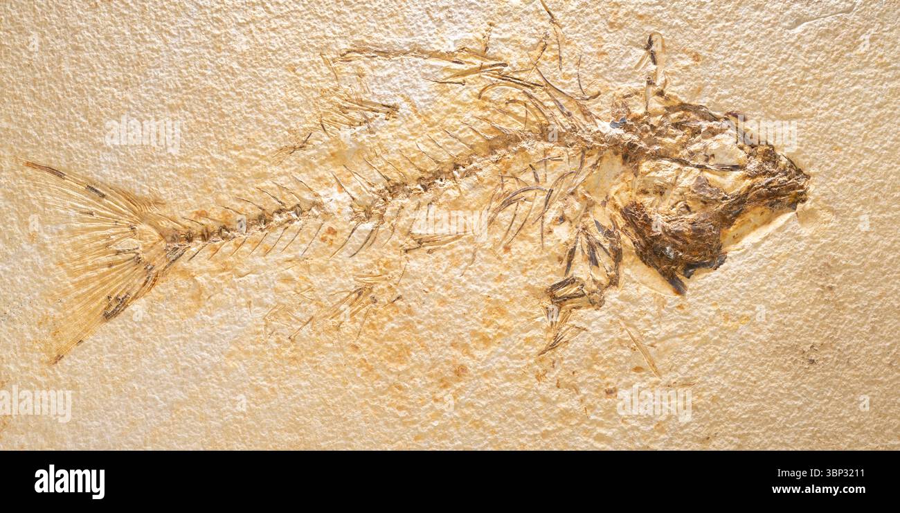 Eozäne Fossilien, Barschfische (Mioplosus labracoides), Green River Formation, von Dominique Braud/Dembinsky Photo Assoc Stockfoto Eozäne Fossilien, Barschfische (Mioplosus labracoides), Green River Formation, von Dominique Braud/Dembinsky Photo Assoc Stockfoto