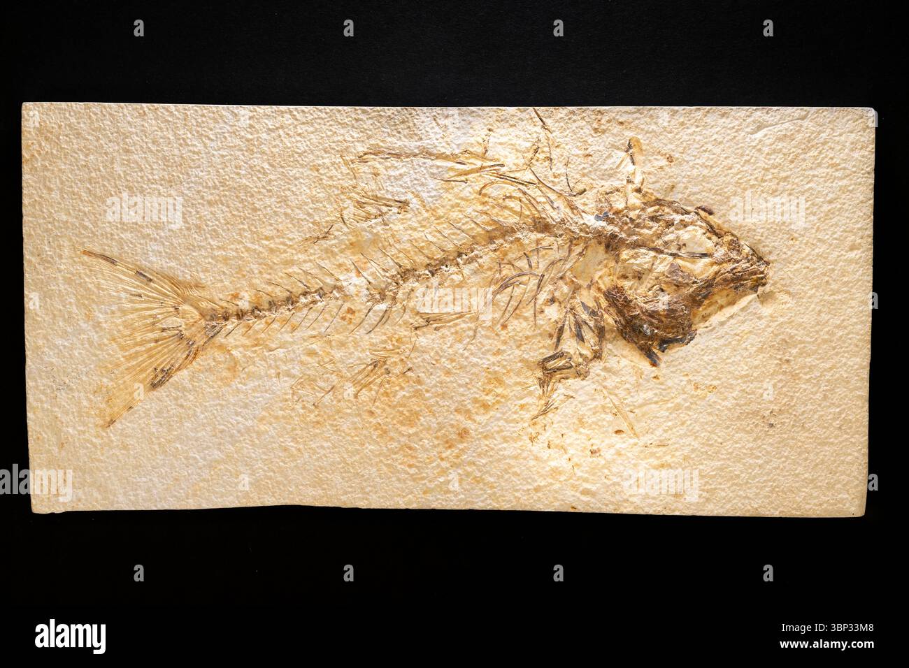 Eozäne Fossilien, Barschfische (Mioplosus labracoides), Green River Formation, von Dominique Braud/Dembinsky Photo Assoc Stockfoto Eozäne Fossilien, Barschfische (Mioplosus labracoides), Green River Formation, von Dominique Braud/Dembinsky Photo Assoc Stockfoto