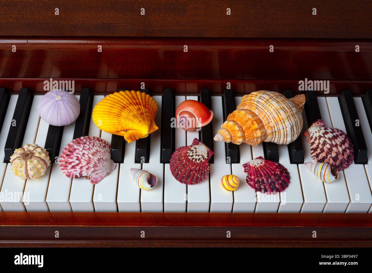 Piano Seashell Collection Stillleben Stockfoto