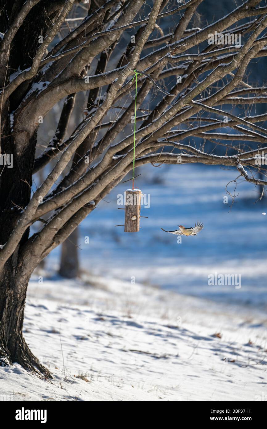 Ein Rotbauchspecht besucht an einem kalten, schneebedeckten Morgen einen Futterautomat im Hinterhof. Stockfoto