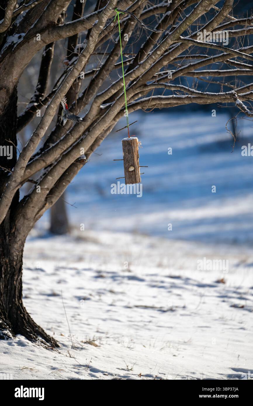Ein Rotbauchspecht besucht an einem kalten, schneebedeckten Morgen einen Futterautomat im Hinterhof. Stockfoto