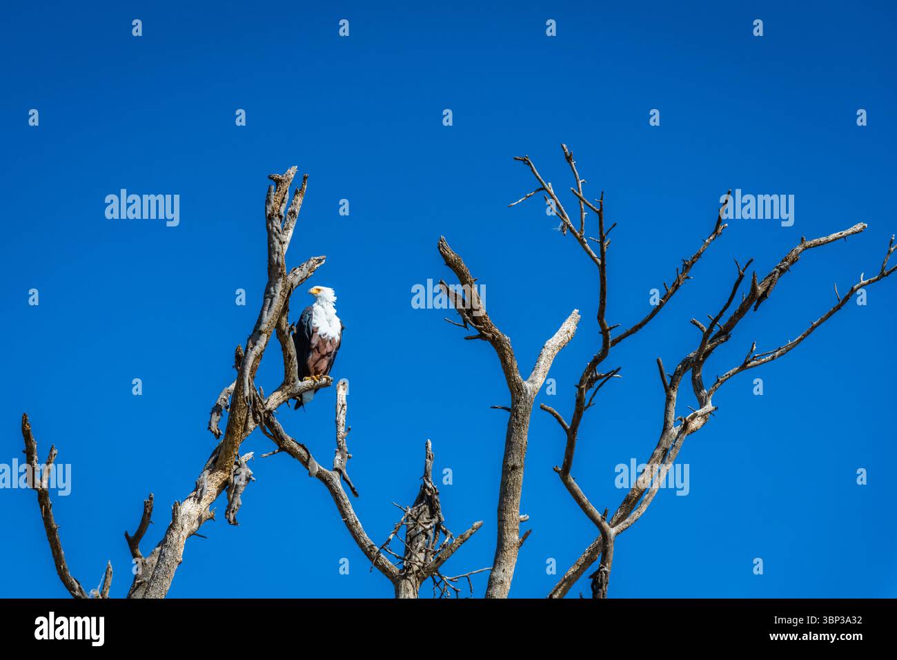 Der afrikanische Fischadler Haliaeetus Vocifer saß auf einem toten Baumstumpf mitten im See. Stockfoto