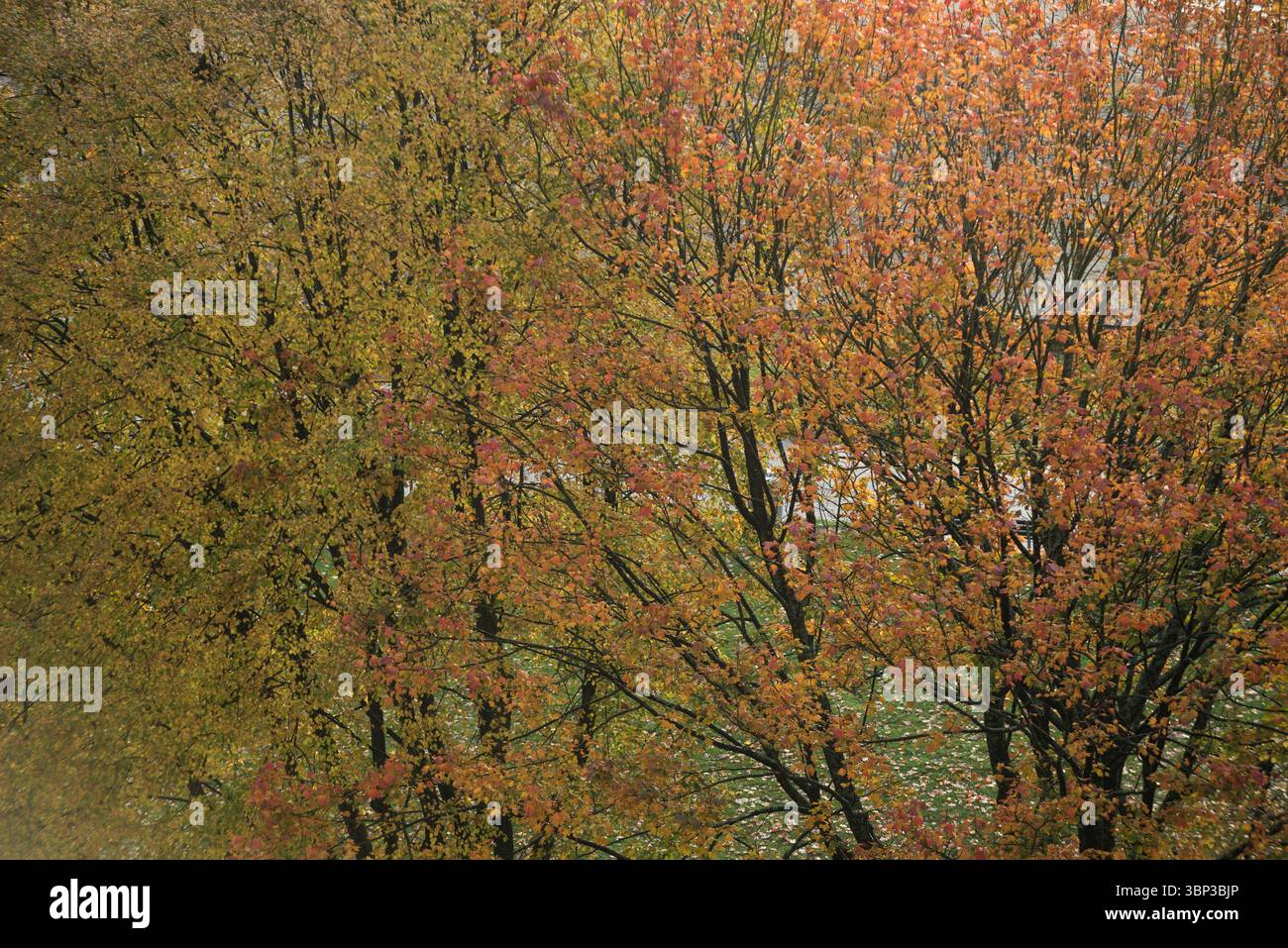 Full Frame geschossen von Baum draußen wachsen Stockfoto