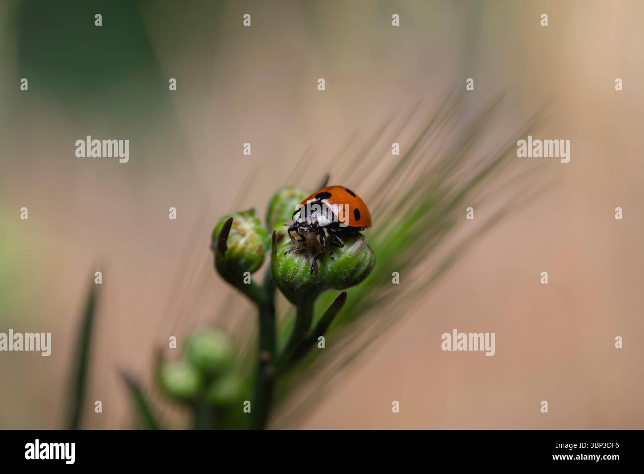 Makrobild eines rot gefleckten Marienkäfers auf einem jungen grünen Bud – lebendiges Naturfoto für Themen wie Ökologie, Naturschutz und Botanik Stockfoto