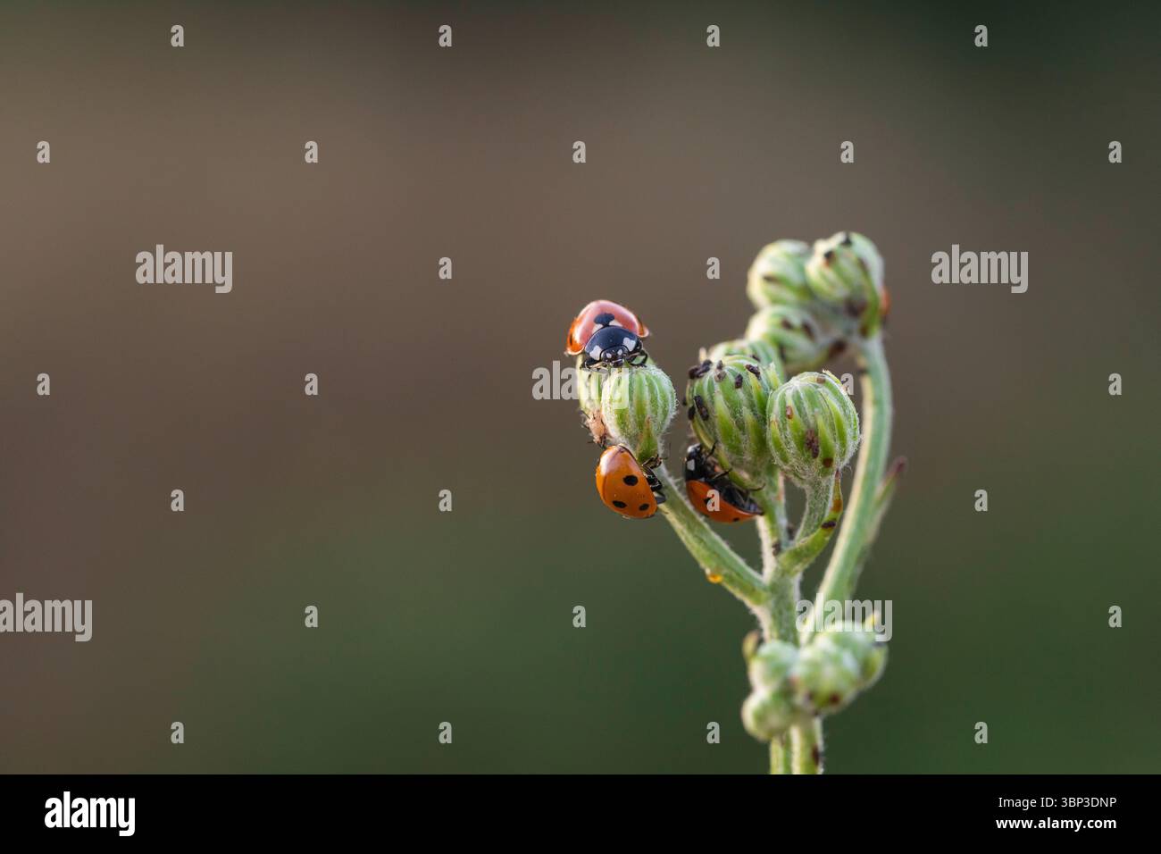 Wilde Marienkäfer krabbeln auf Pflanzenknospen im Freien, scharfes Makrobild von nützlichen Garteninsekten Stockfoto