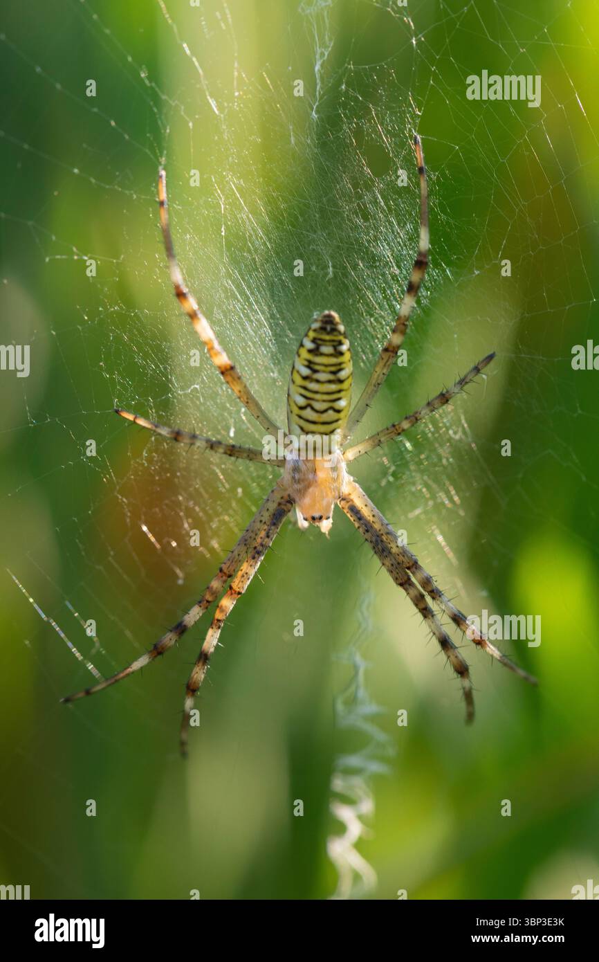 Argiope bruennichi Spider in seinem Orb Web mit weichem Bokeh Hintergrund im Naturschutzgebiet oder auf der Wiese Stockfoto