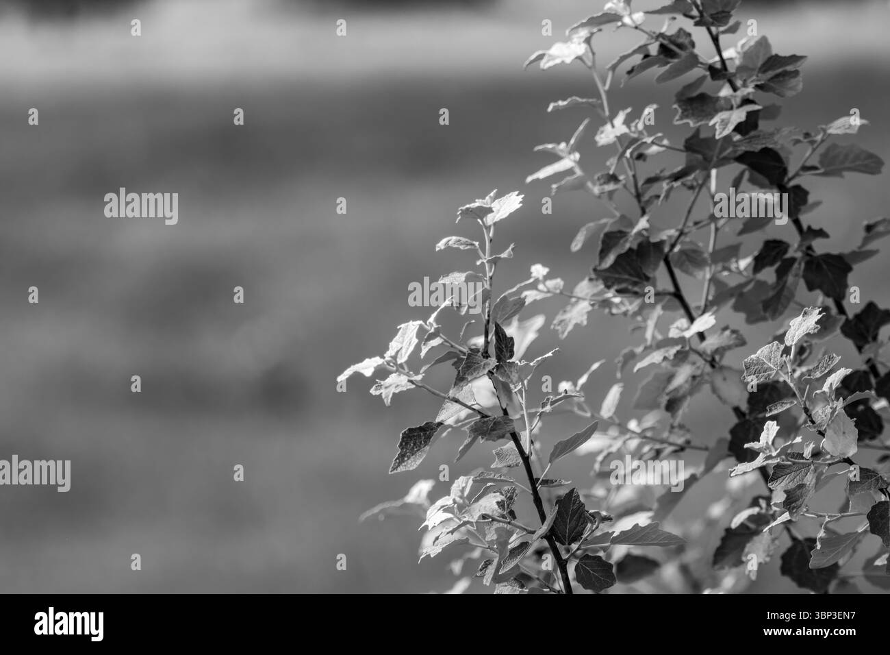 Zarte Blätter, die sanft in Schwarz-weiß schweben, schaffen einen ruhigen Naturhintergrund Stockfoto