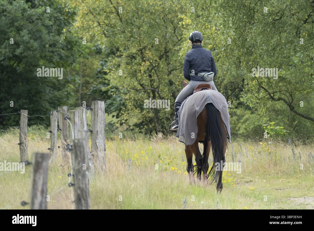 Reiter, der auf einem Pfad in der Nähe eines Holzzauns in der Natur spaziert Stockfoto