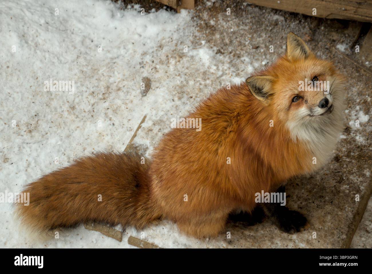Hungrige japanische Füchse warten darauf, gefüttert zu werden. Stockfoto