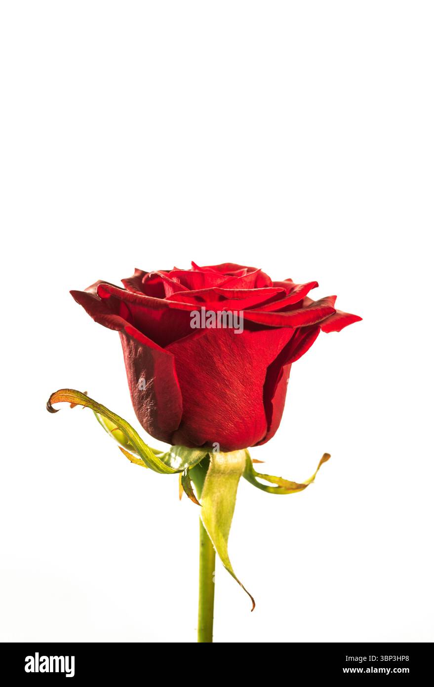 Das flache Design zeigt eine einzelne rote Rose mit mehrschichtigen Blütenblättern und grünen Sepalen auf weißem Hintergrund Stockfoto