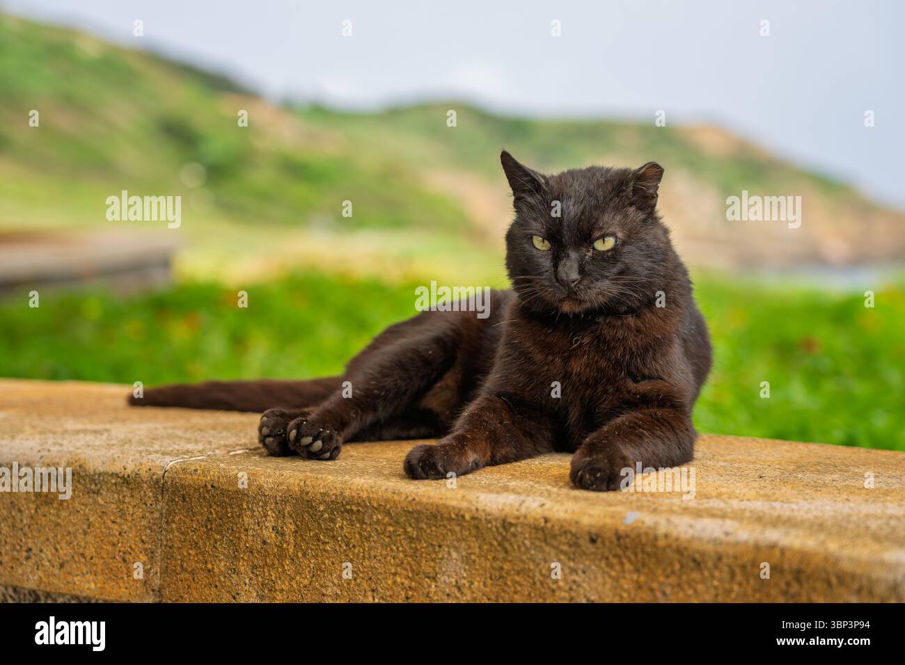 Schwarze Katze, die sich an einer Backsteinmauer entspannt Stockfoto