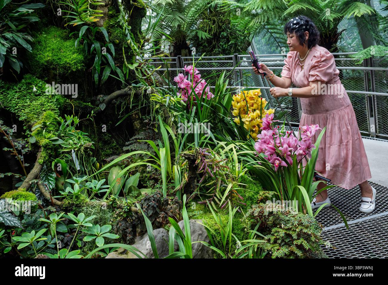 Ein Tourist, der Fotos im Orchideengarten im Botanischen Garten von Singapur macht Stockfoto