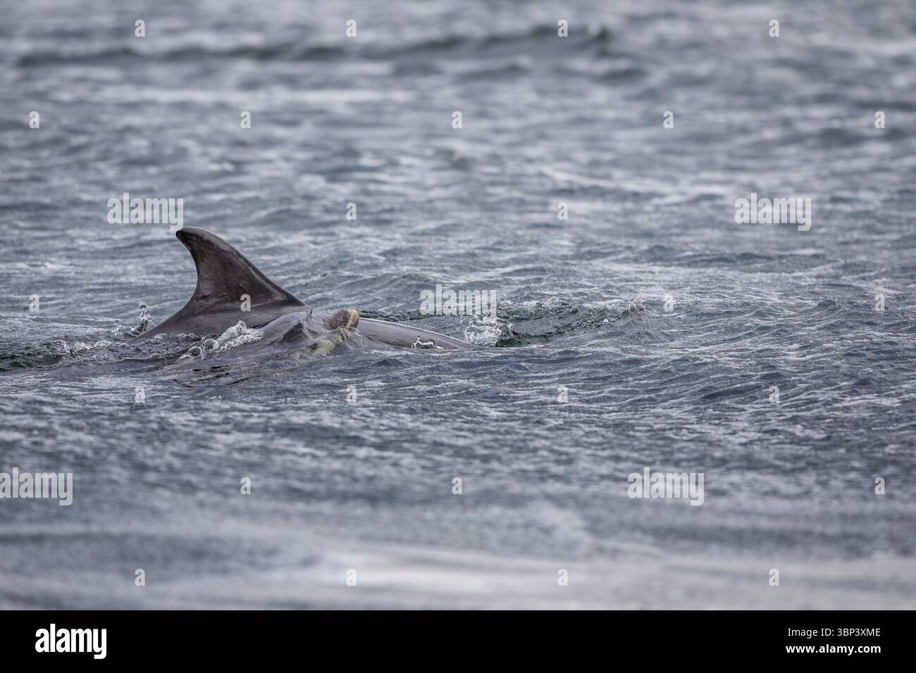 Große Tümmler; Tursiops truncatus; Erwachsene und Junge; Großbritannien Stockfoto