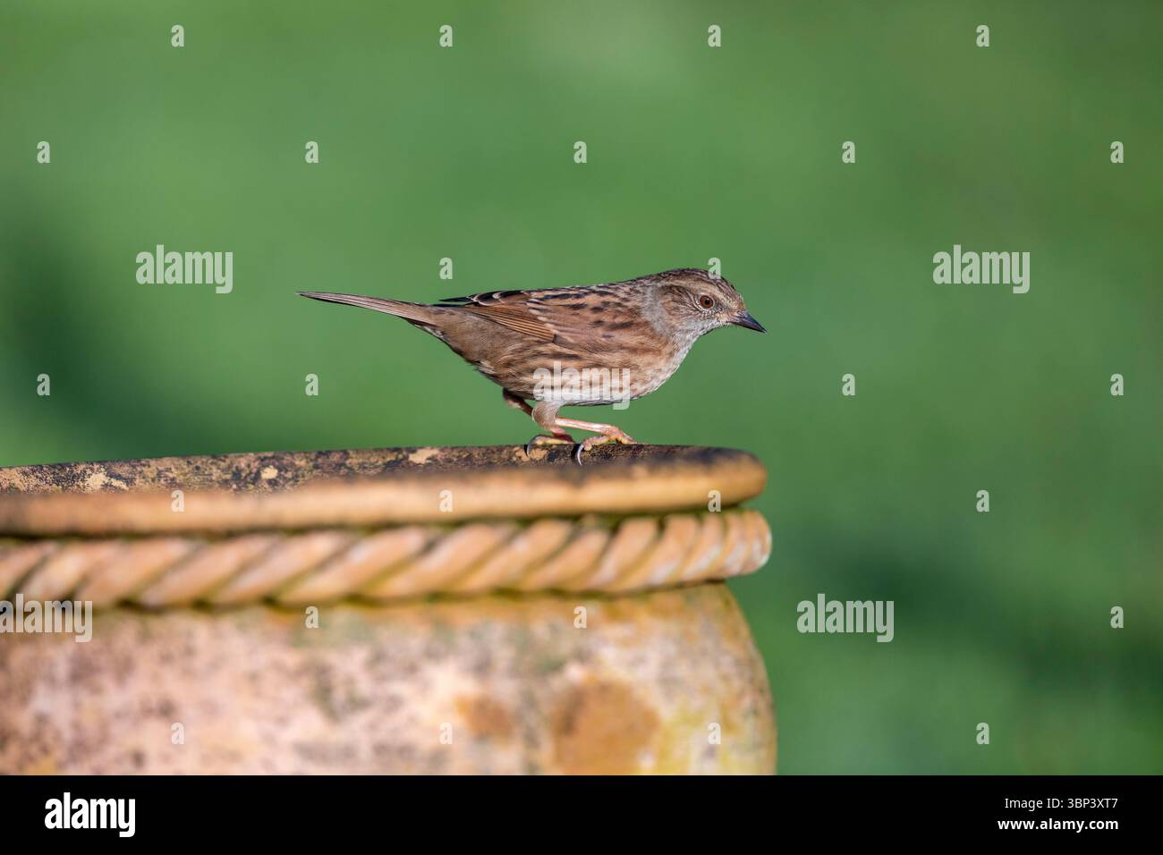 Dunnock; Prunella modularis; on Plant Pot; UK Stockfoto