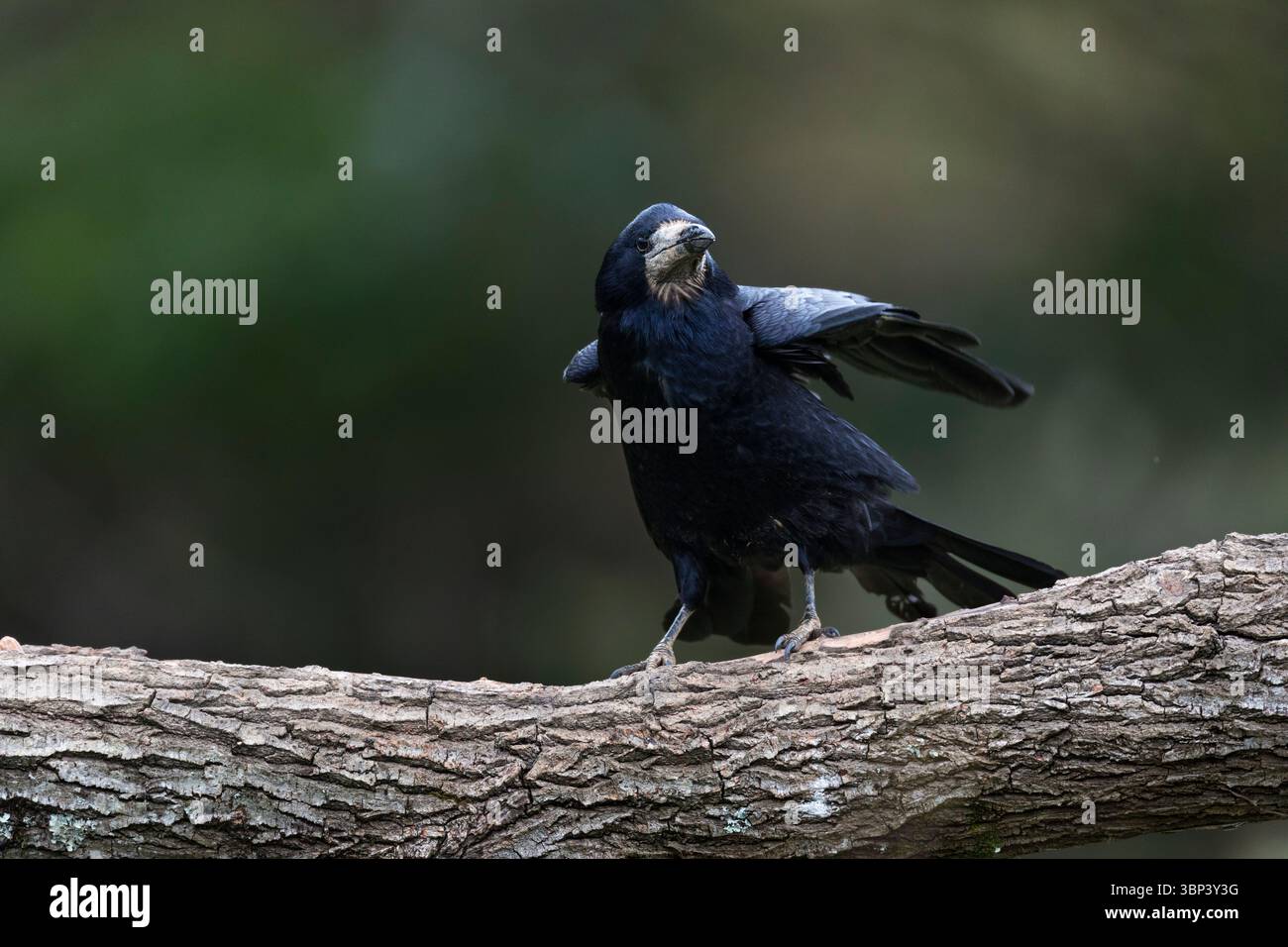 Rook; Corvus Frugilegus; UK Stockfoto
