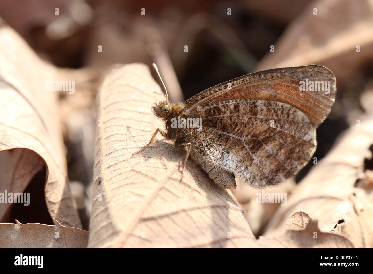 Oeneis mongolica, ein seltener Alpenschmetterling, getarnt auf trockenen Blättern in Südkorea. Stockfoto