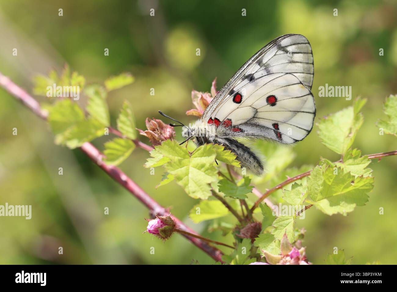 Parnassius bremeri (Bremer's Apollo), ein seltener Bergschmetterling, der auf einer Wildpflanze in Südkorea thront. Stockfoto