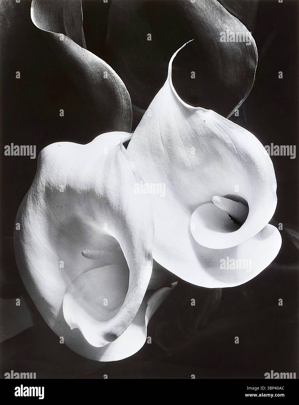 Imogen Cunningham - Two Callas - 1925 Stockfoto