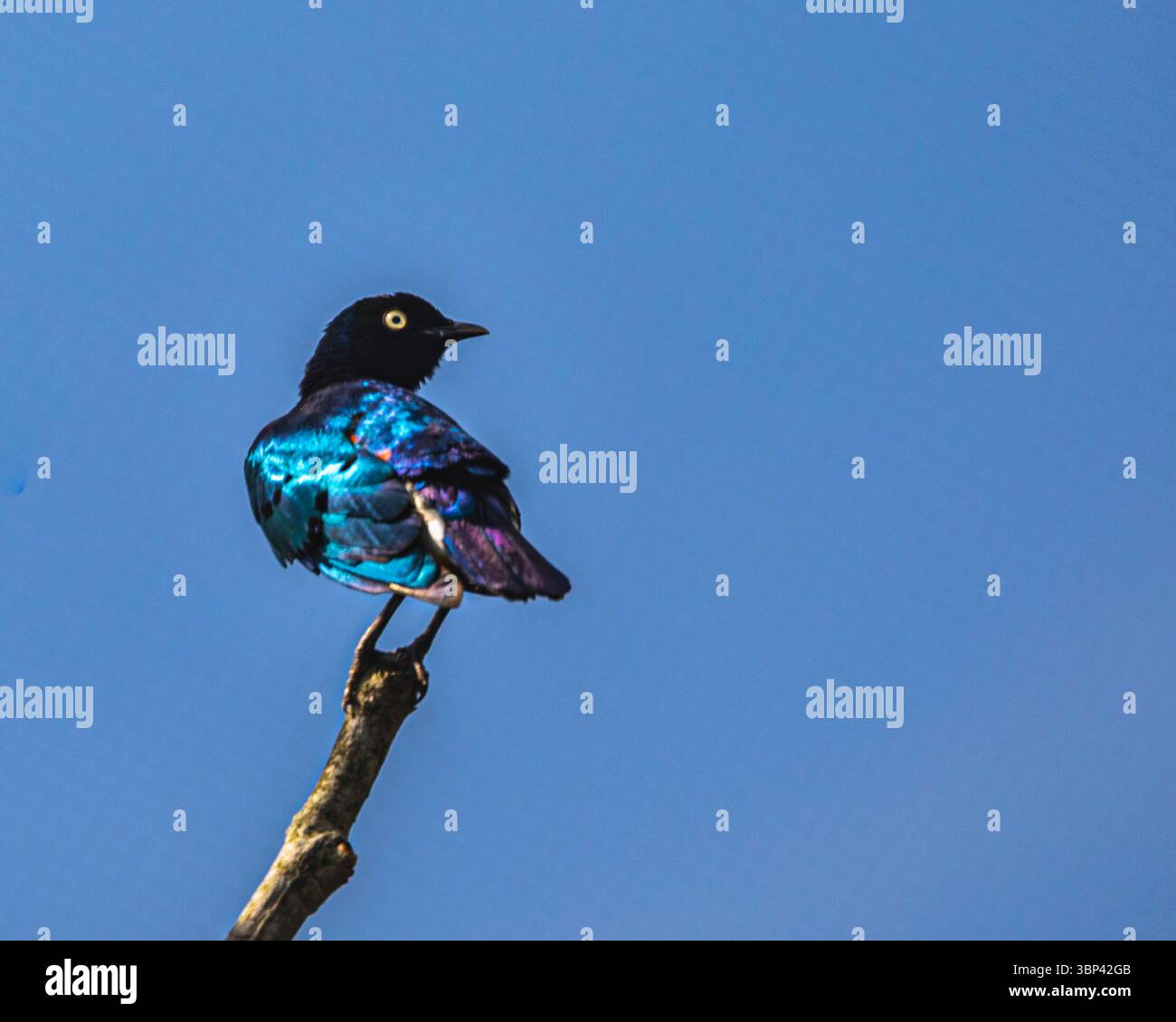 Ein lila Hochglanzstern, der auf einem Baum ruht Stockfoto