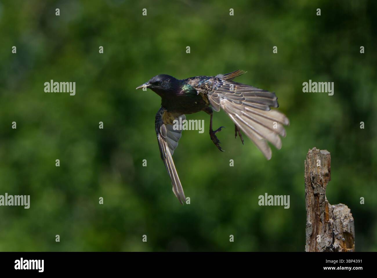 Starling in der Sonne (Sturnus vulgaris) Stockfoto