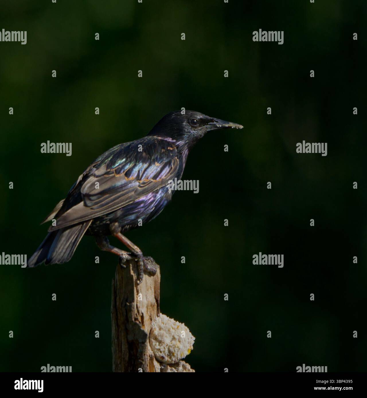 Starling in der Sonne (Sturnus vulgaris) Stockfoto