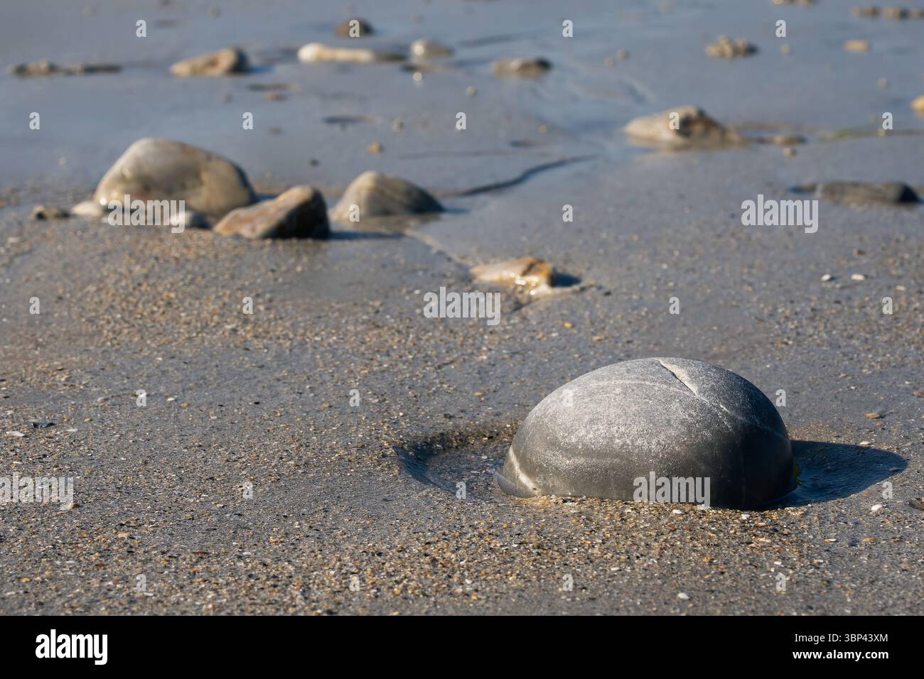 Glatte Felsen, teilweise in nassem Sand bei Ebbe vergraben. Natürliche Textur an einem Strand mit sanftem Licht und ohne Leute. Stockfoto