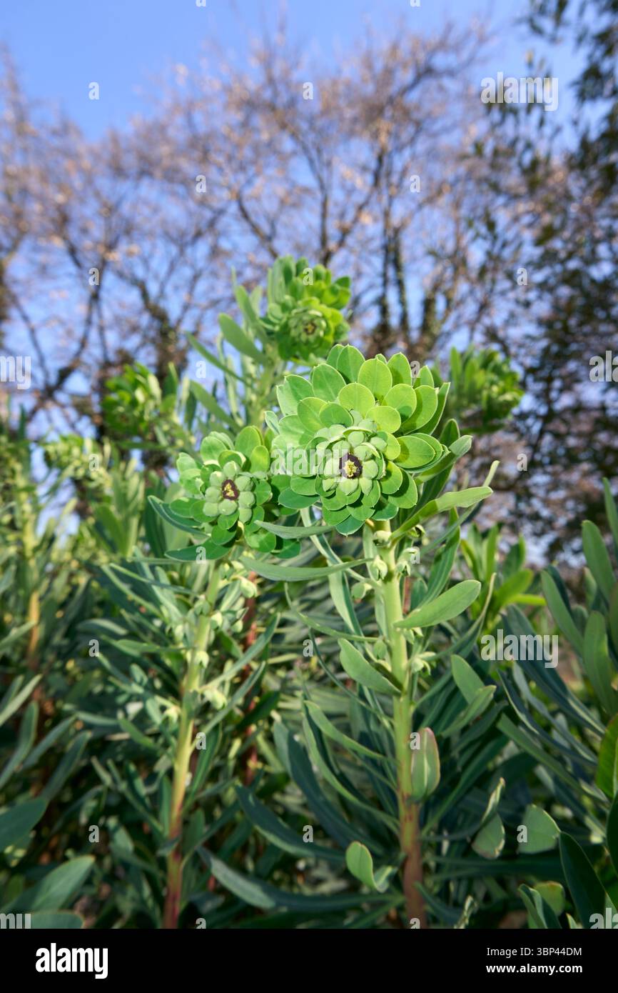 Euphorbiencharaktere in Blüte Stockfoto