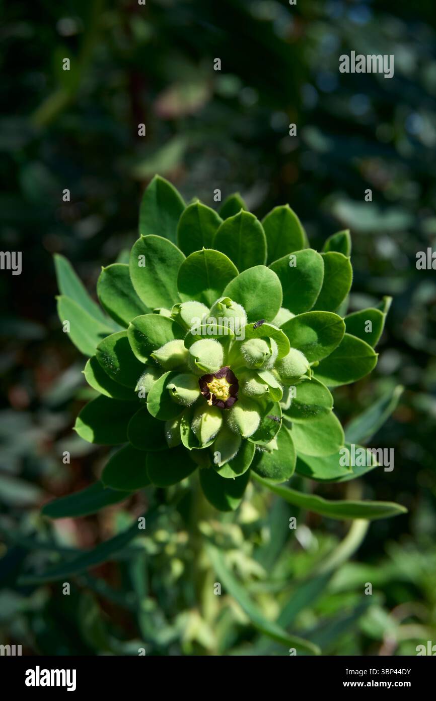Euphorbiencharaktere in Blüte Stockfoto