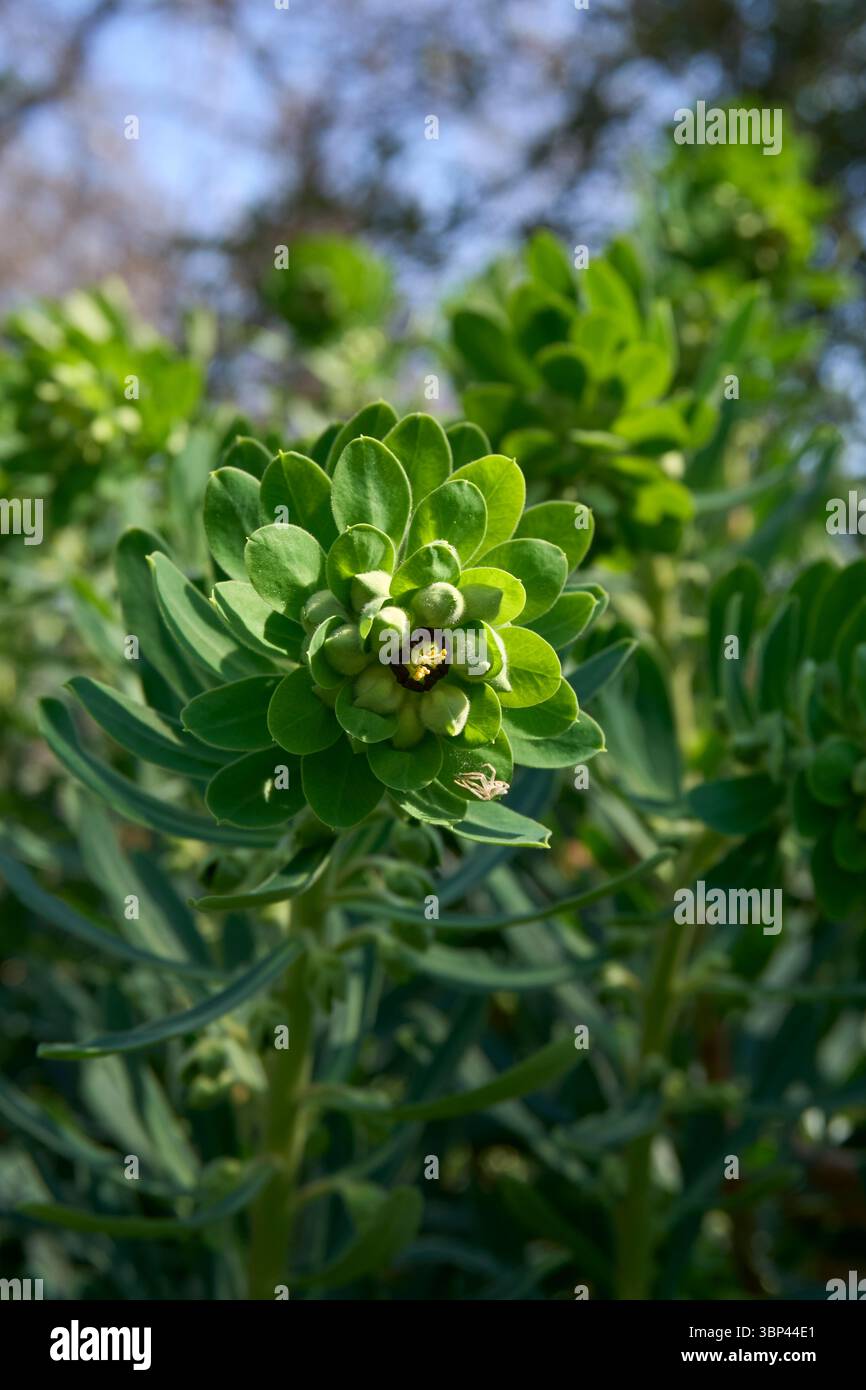 Euphorbiencharaktere in Blüte Stockfoto