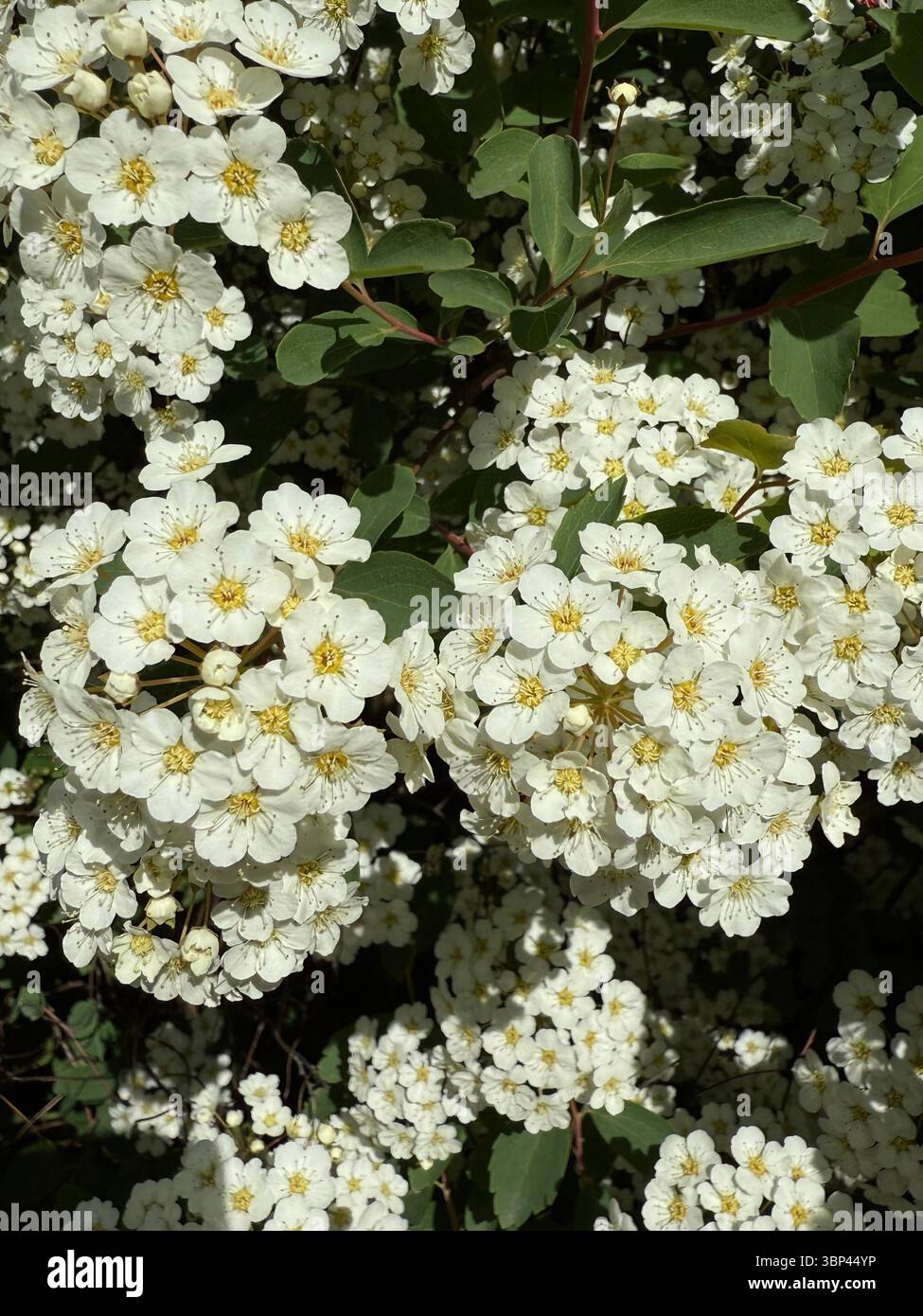 Dieses Bild zeigt Nahaufnahmen von kleinen weißen Blüten mit gelben Mittelpunkten, die auf einem Busch mit grünen Blättern wachsen. Die Blumen stammen wahrscheinlich von der Sp Stockfoto