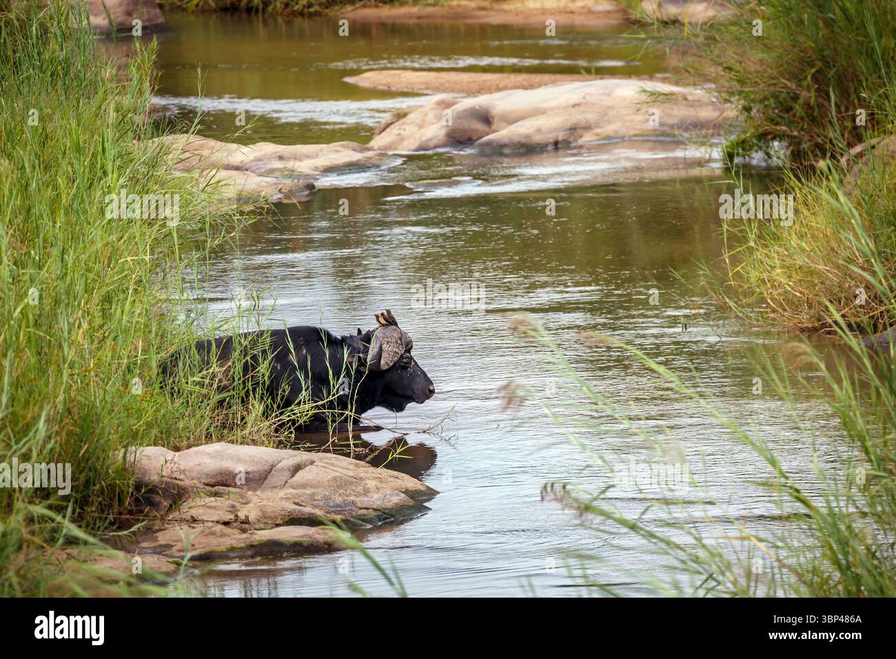 Afrikanischer Büffelmännchen, der im Fluss mit Oxpeckvögeln im Kruger-Nationalpark, Südafrika, ruht; Specie Syncerus Caffer-Familie der Bovidae Stockfoto