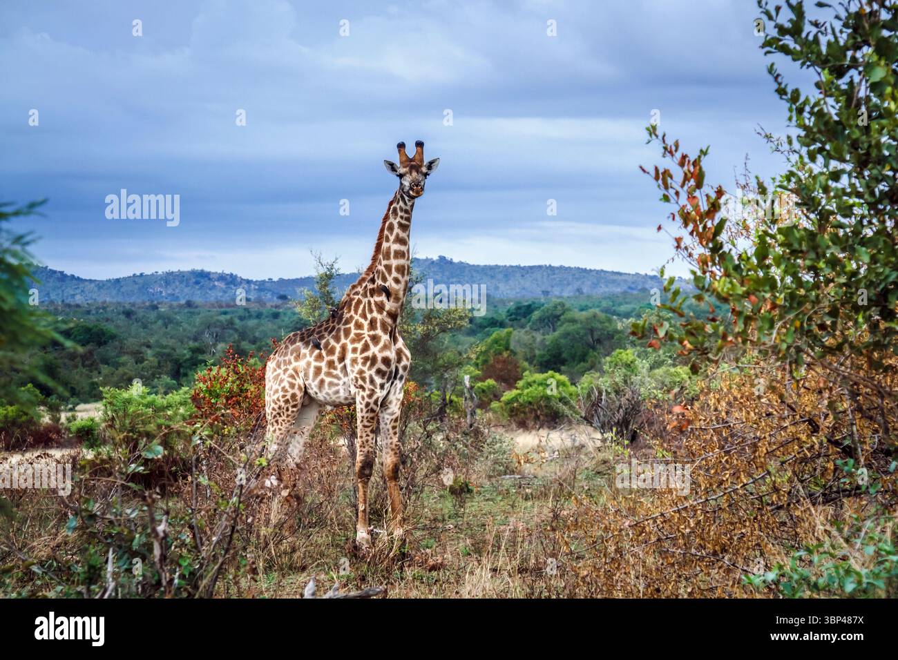 Giraffe in Buschkulisse im Kruger-Nationalpark, Südafrika; Specie Giraffa camelopardalis Familie der Giraffidae Stockfoto