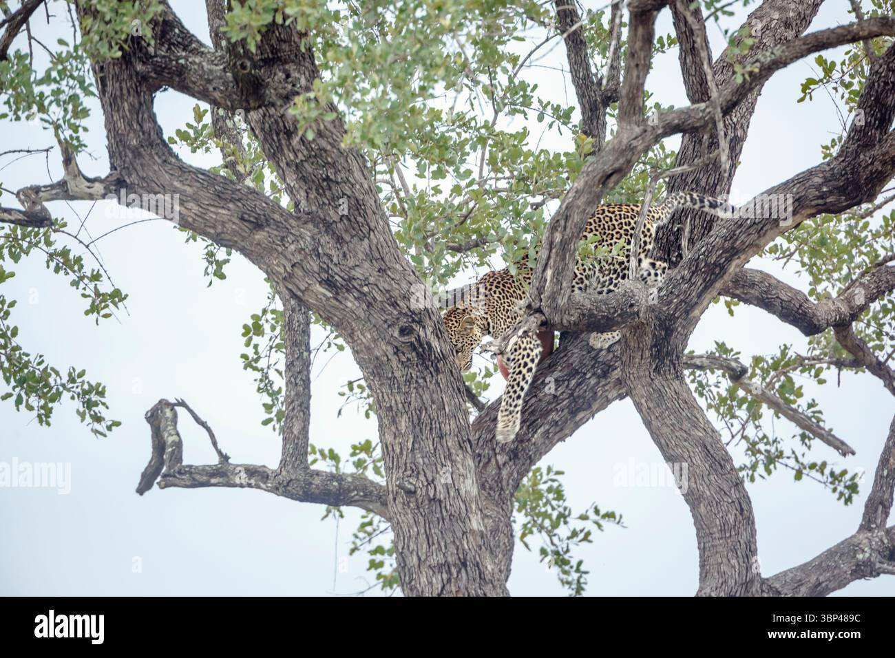 Leopard zieht einen Baum im Kruger-Nationalpark, Südafrika; Specie Panthera pardus Familie von Felidae Stockfoto