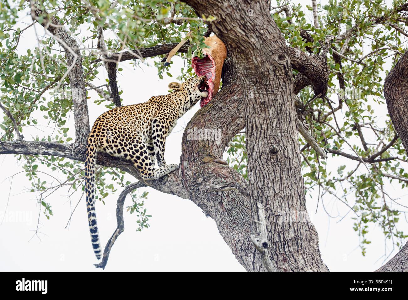 Leopard isst seine Beute in einem Baum im Kruger-Nationalpark, Südafrika; Specie Panthera pardus Familie von Felidae Stockfoto